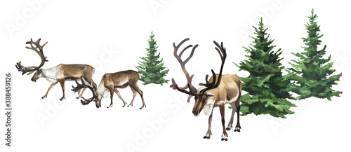 Watercolor reindeer and christmas trees on white background © Olga F