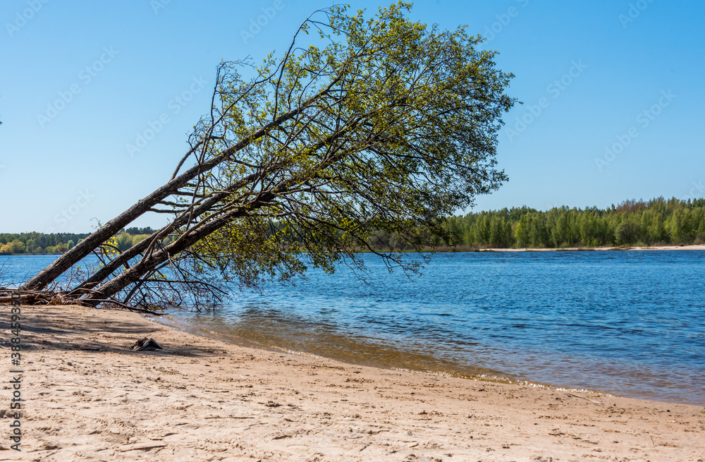 Tree Over A River at a Beach in Latvia