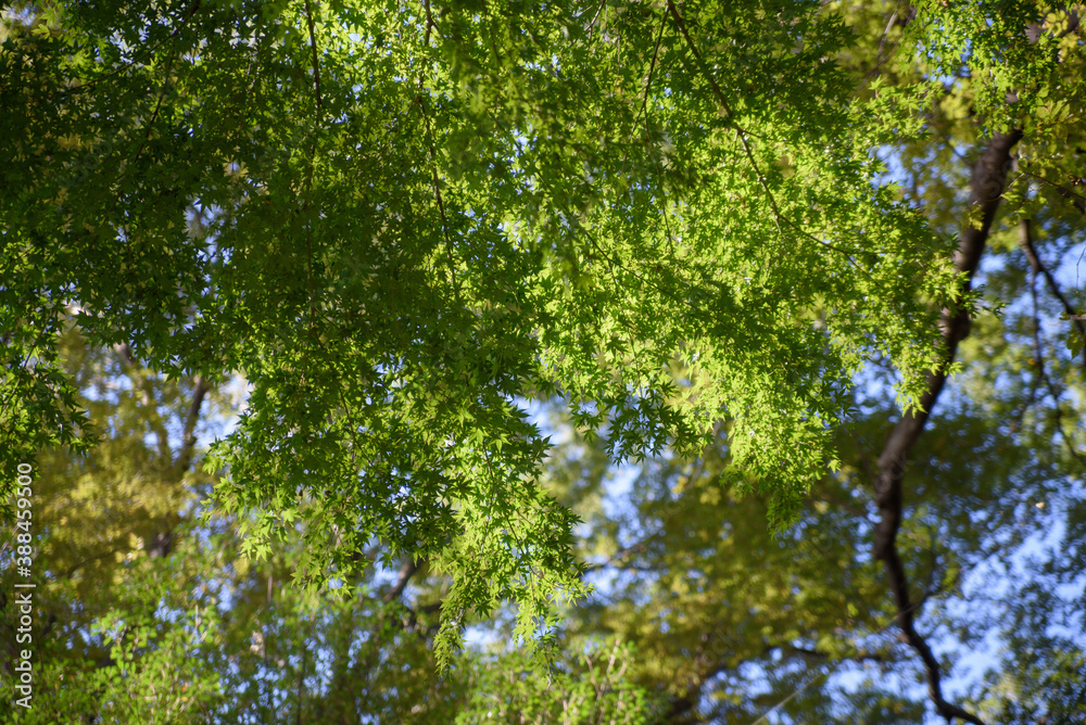 Fototapeta premium 初秋のモミジ