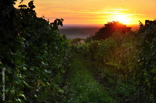 Fototapeta Naklejka Na Ścianę i Meble -  sunset in the vineyard