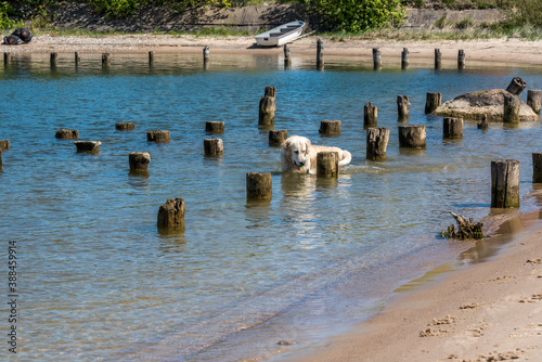 White Golden Retriever Hunting for Fish in a Bay