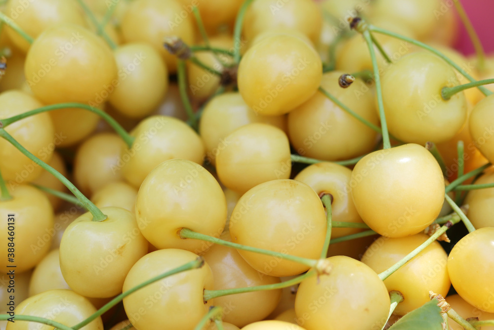 Fresh ripe cherries. Food background. Fresh ripe cherries. Food background.