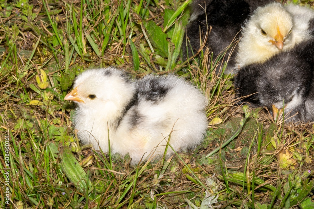 group of chicks in the grass group of chicks in the grass