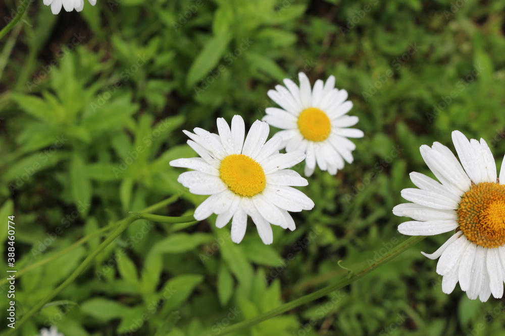 Modest daisies bloom in the summer garden
Modest daisies bloom in the summer garden