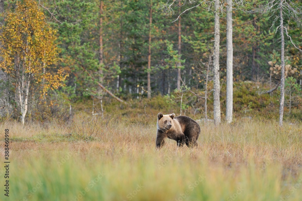 Brown bear cub in the autumn wild taiga Brown bear cub in the autumn wild taiga