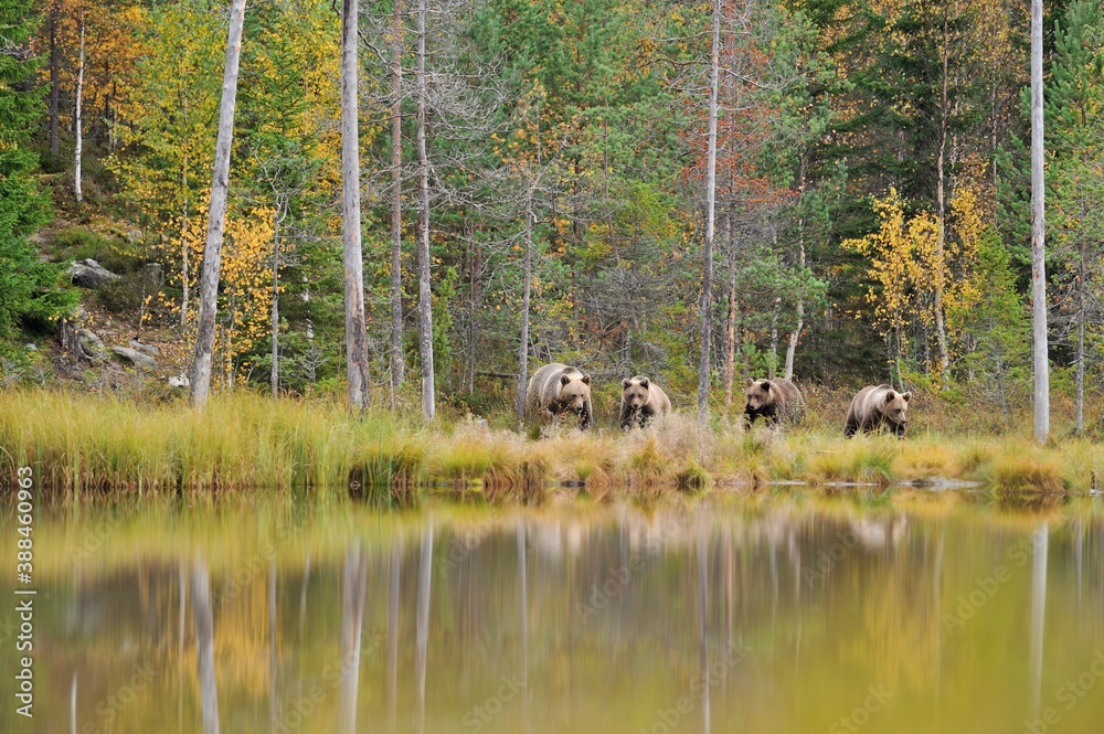 Brown bear with cubs in the autumn forest landscape