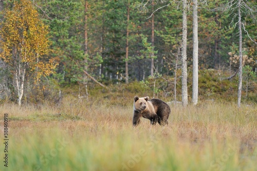 Brown bear cub in the autumn wild taiga