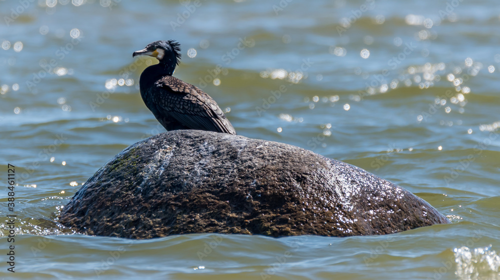 Great Black Cormorant on a Rock on the Baltic Sea Coast Great Black Cormorant on a Rock on the Baltic Sea Coast