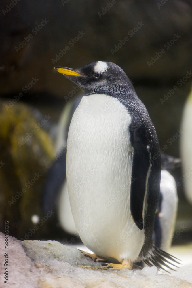 Obraz premium ジェンツーペンギン