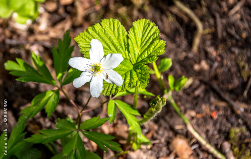 Closeup of a small White Wildflower in Spring Closeup of a small White Wildflower in Spring