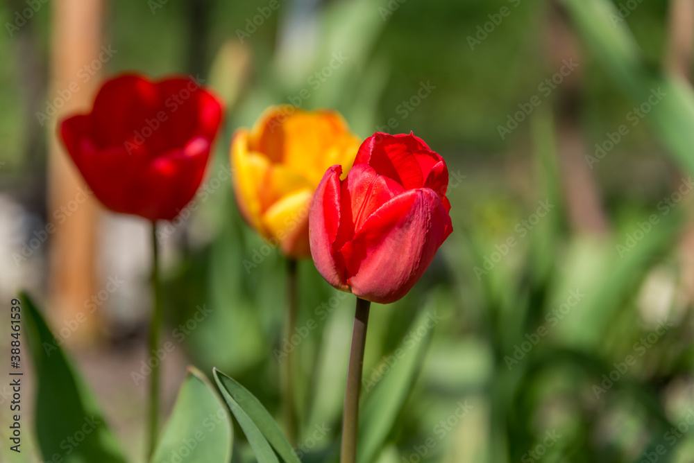 Red and Yellow Tulips in a Garden in Spring Red and Yellow Tulips in a Garden in Spring