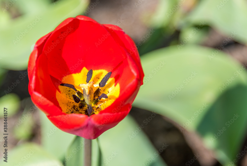 Red Tulip in a Garden in Spring Red Tulip in a Garden in Spring