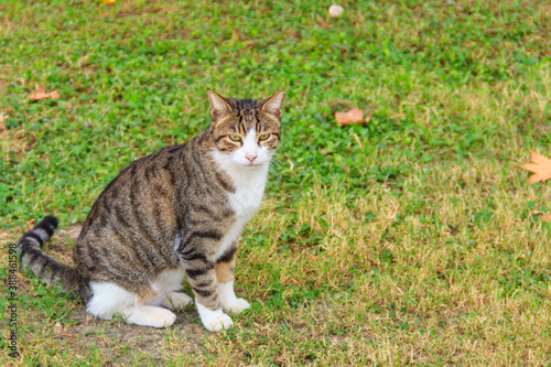 Wallpaper Mural Beautiful tabby cat on a green lawn Torontodigital.ca