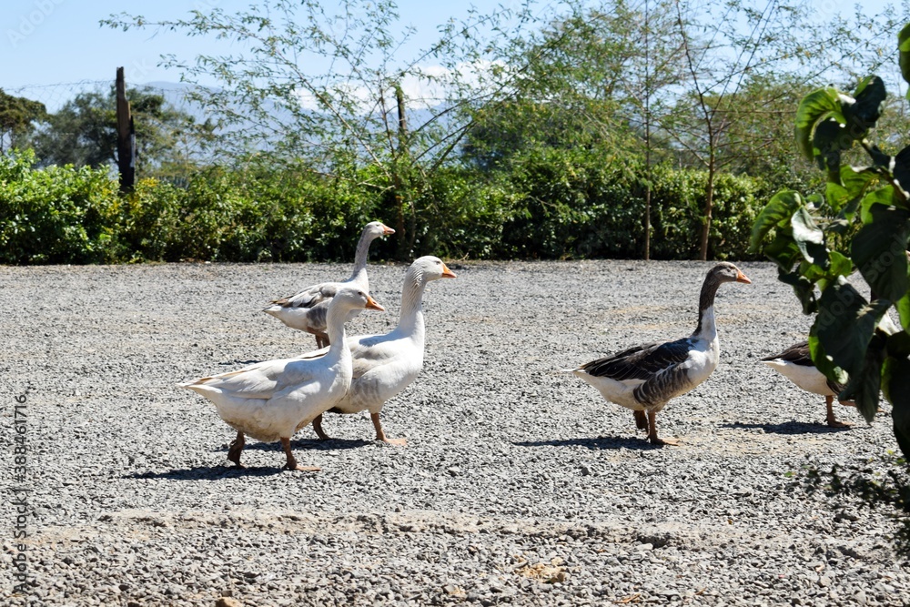 Fototapeta premium group of ganders and ducks
