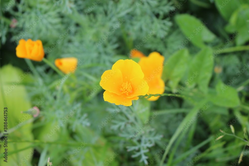 
Bright yellow flowers of Escholzia california bloom in the summer garden