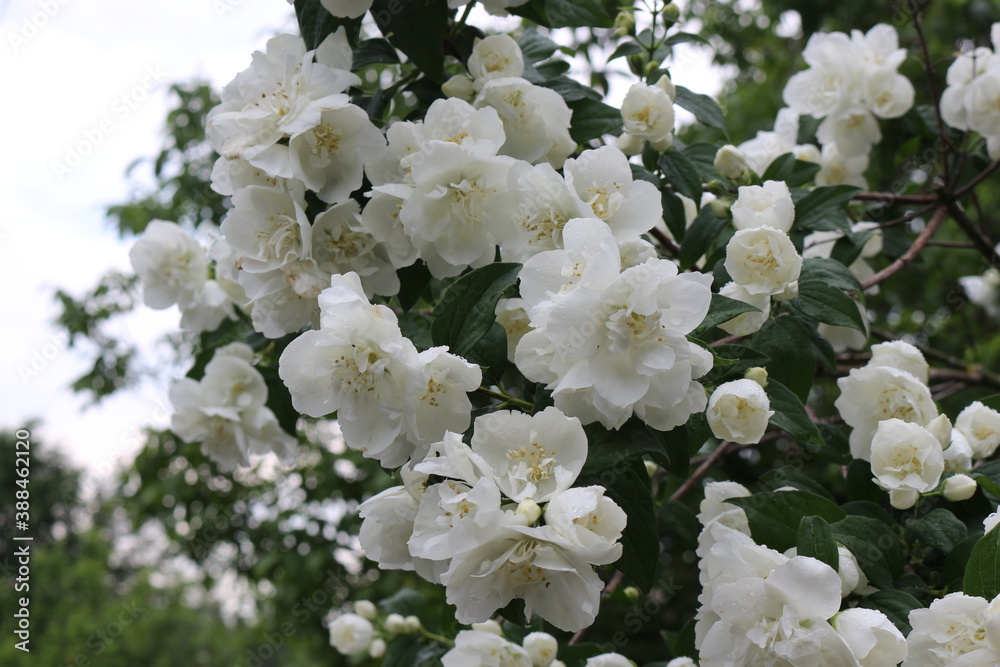 White delicate flowers bloomed on jasmine bushes in the summer garden
White delicate flowers bloomed on jasmine bushes in the summer garden