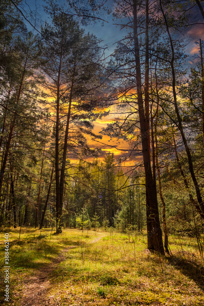 Fototapeta premium Hiking Path in a Forest in Latvia at Sunset