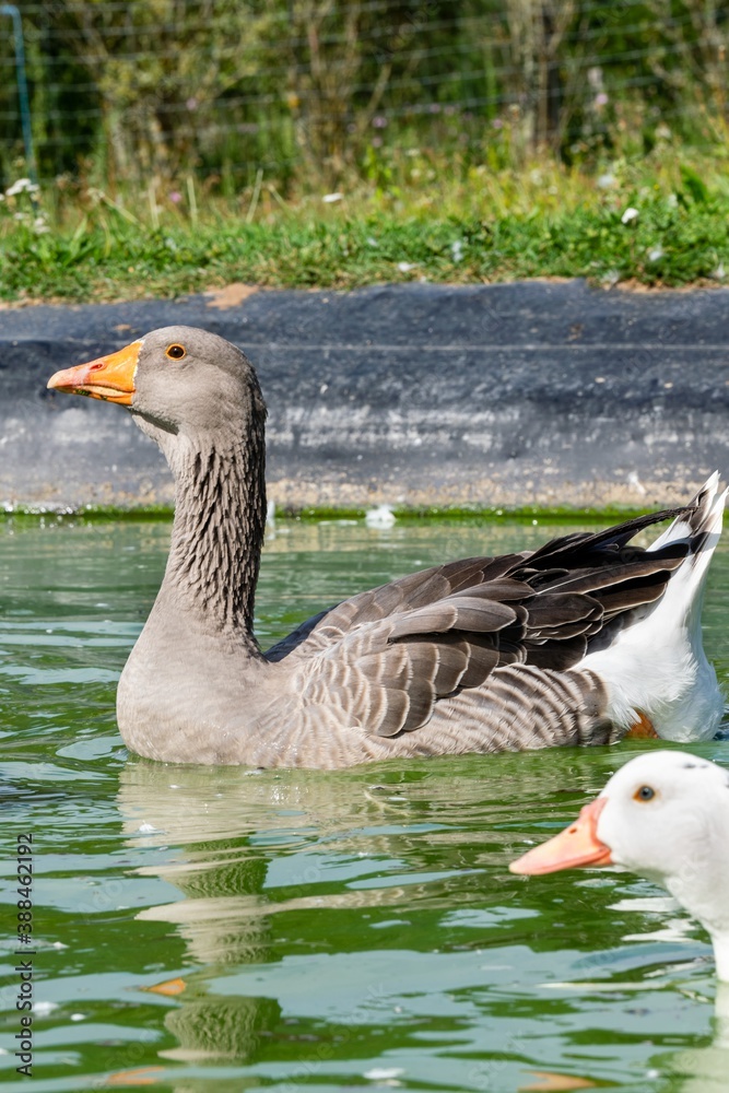 portrait of gander on the water