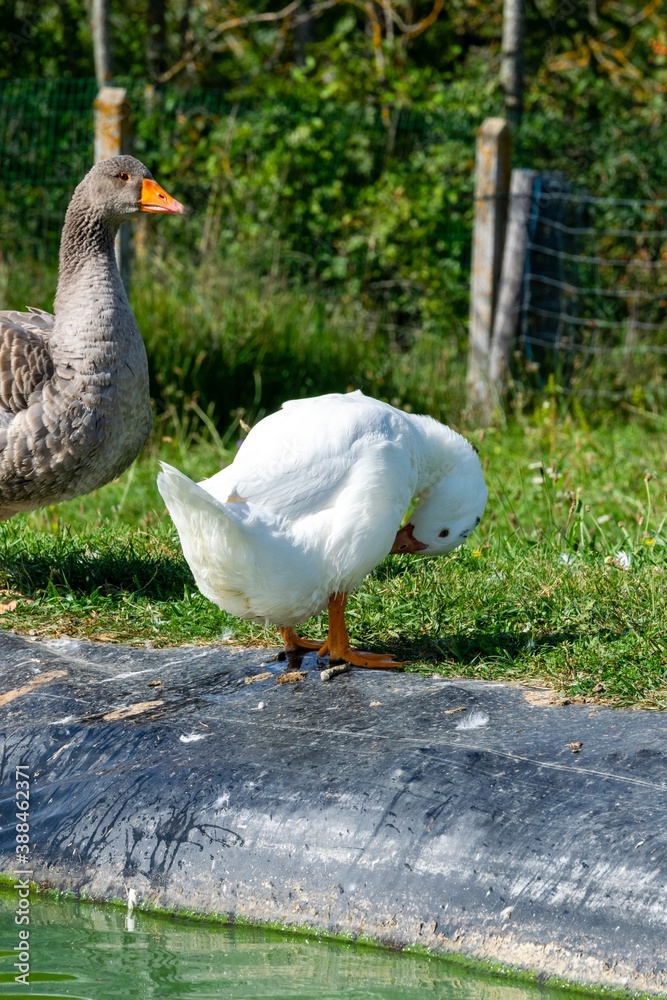 Obraz premium gander and duck near the water