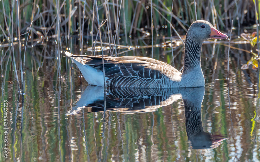 Grey Geese in a Wetland in Latvia in Spring Grey Geese in a Wetland in Latvia in Spring