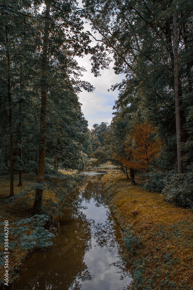 Obraz premium A small stream in the summer forest.