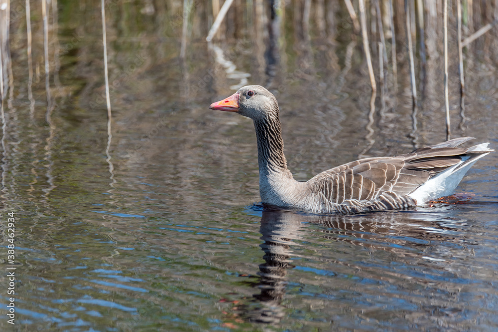 Grey Geese in a Wetland in Latvia in Spring