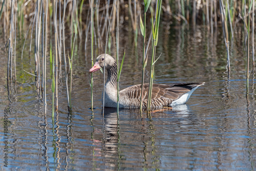 Grey Geese in a Wetland in Latvia in Spring Grey Geese in a Wetland in Latvia in Spring
