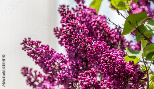 Lilacs Blooming in Spring in Northern Europe