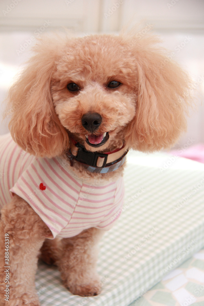 Tシャツを着たトイプードル