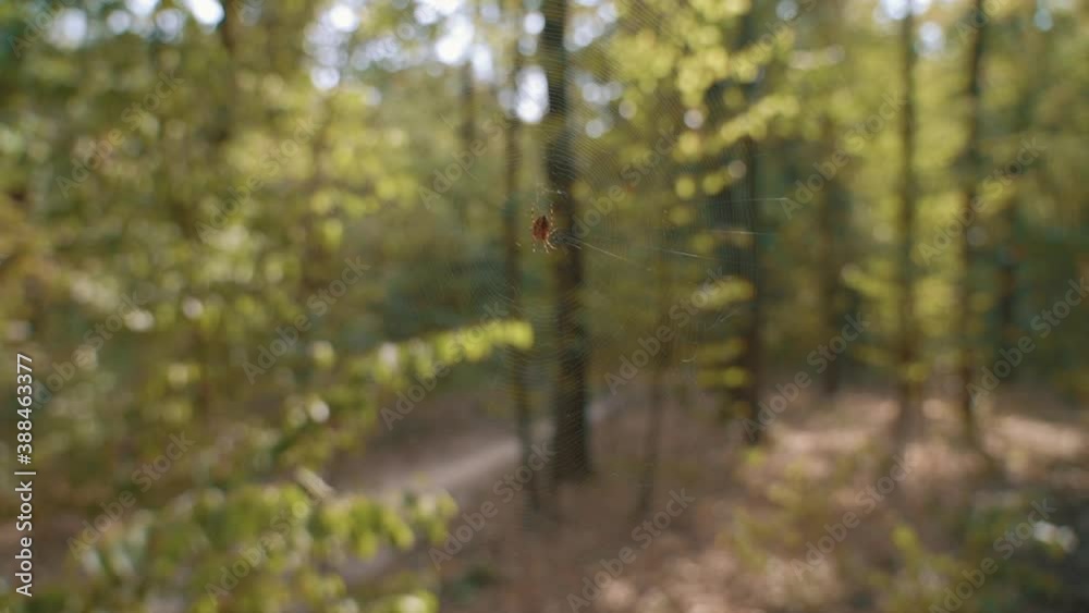 Spider on a web. The spiderweb, cobweb shimmers in the sun on a forest tree. Spider on a web. The spiderweb, cobweb shimmers in the sun on a forest tree.