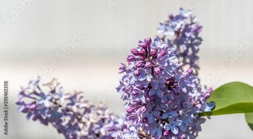 Lilacs Blooming in Spring in Northern Europe