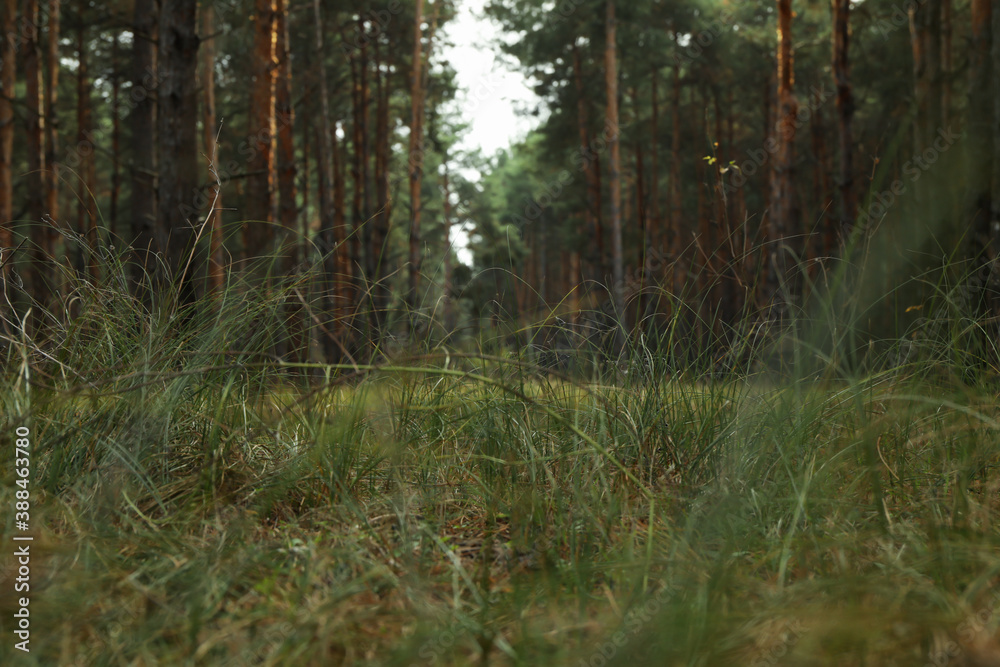 Pine forest on a wonderful bright day Pine forest on a wonderful bright day