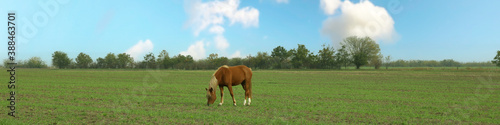 Horse grazing in the green field in the morning