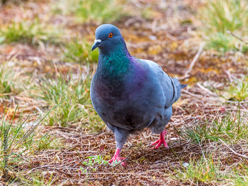 Closeup of a Pigeon Walking in a Park