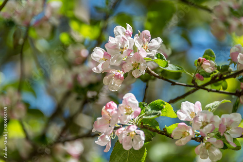 Pink Spring Fruit Tree Blossoms