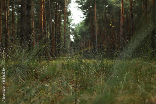 Pine forest on a wonderful bright day