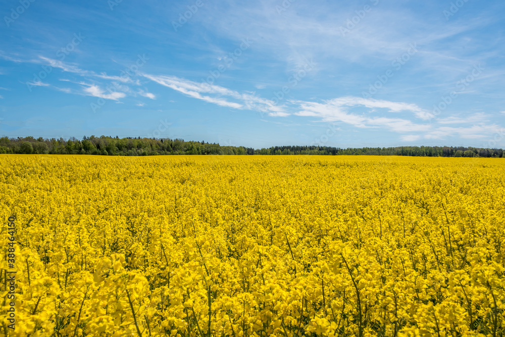 Field of Yellow Rap Seed Flowers on a Sunny Day Field of Yellow Rap Seed Flowers on a Sunny Day