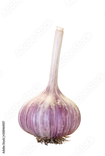 Obraz na płótnie Fresh garlic isolated on a white background w salonie