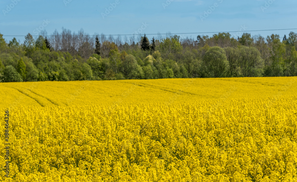 Field of Yellow Rap Seed Flowers on a Sunny Day