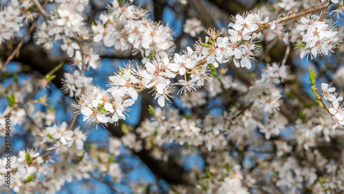 White Plum Tree Blossoms in Spring