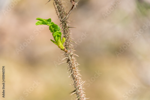 New Buds and Leaves Growing in Spring © JonShore