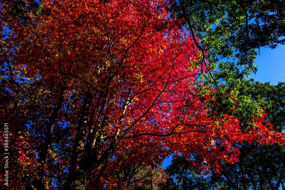 由布院の紅葉