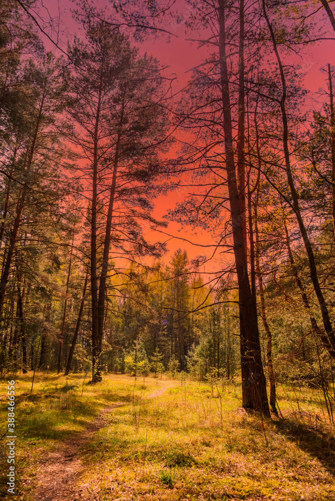 Obraz premium Pine Forest at Sunset in Northern Europe