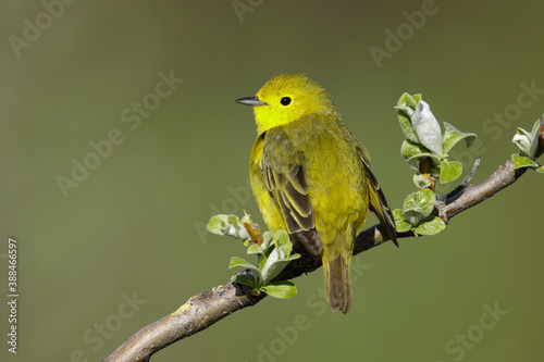 Yellow Warbler, Setophaga aestiva © AGAMI