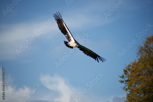 white backed vulture in flight
