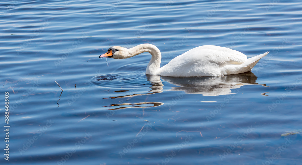 Swan Swimming in a River in Latvia Swan Swimming in a River in Latvia