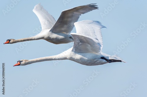 Fototapeta Naklejka Na Ścianę i Meble -  Swans Flying in a Blue Sky