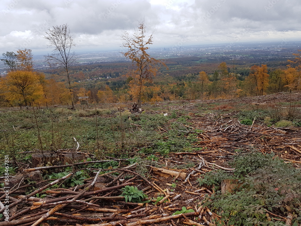 Fototapeta premium Der Wald stirbt! Gigantische Flächen von Waldsterben im Taunus durch den Klimawandel aufgrund von Hitze, Dürren und Borkenkäfer