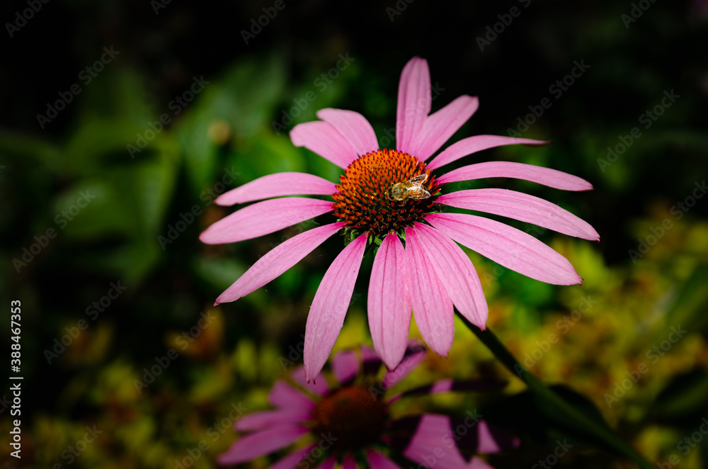 Fototapeta premium Le jardin des Martels