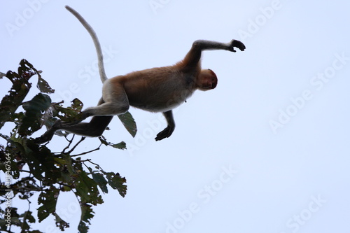 Proboscis Monkey, Nasalis larvatus